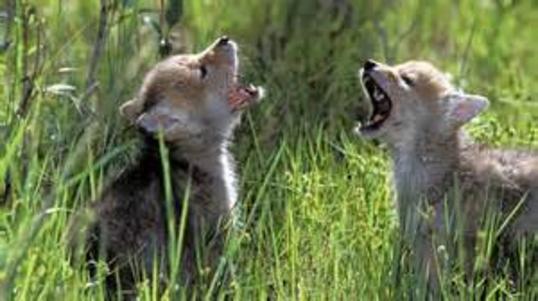 Cubs
